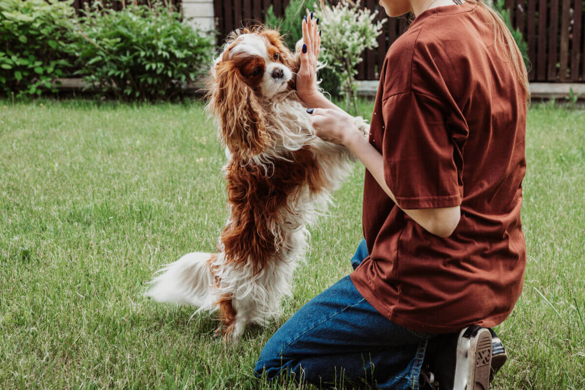 Comment éduquer un chien
