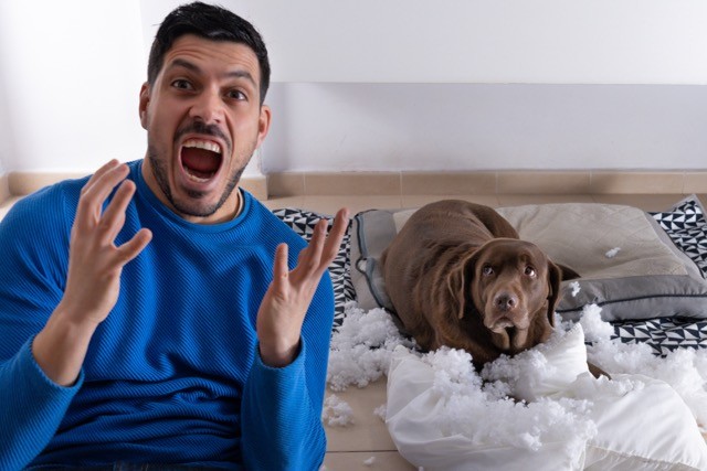 Comment punir un chien qui n'obéit pas ?