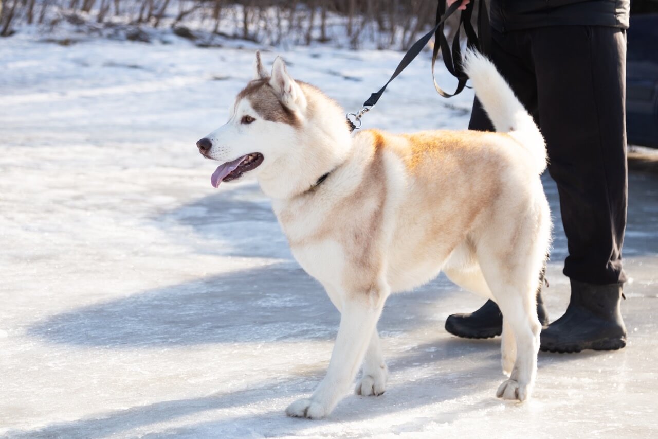 Mon chien est dominant