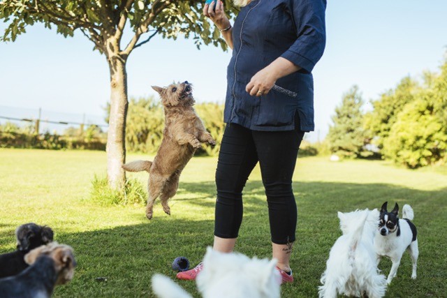 Pension Pour Chien Toulouse