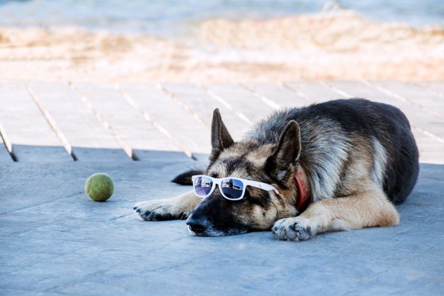 pension chien reims