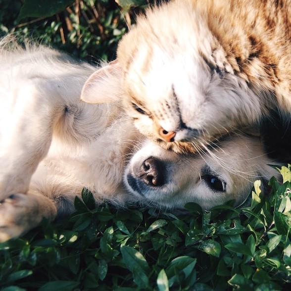 acaced chien chat