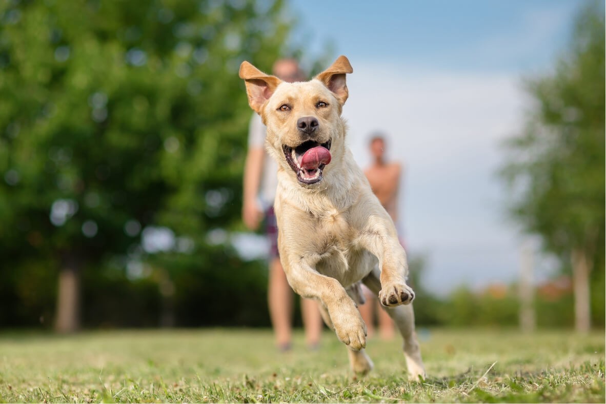 suivi naturel chien