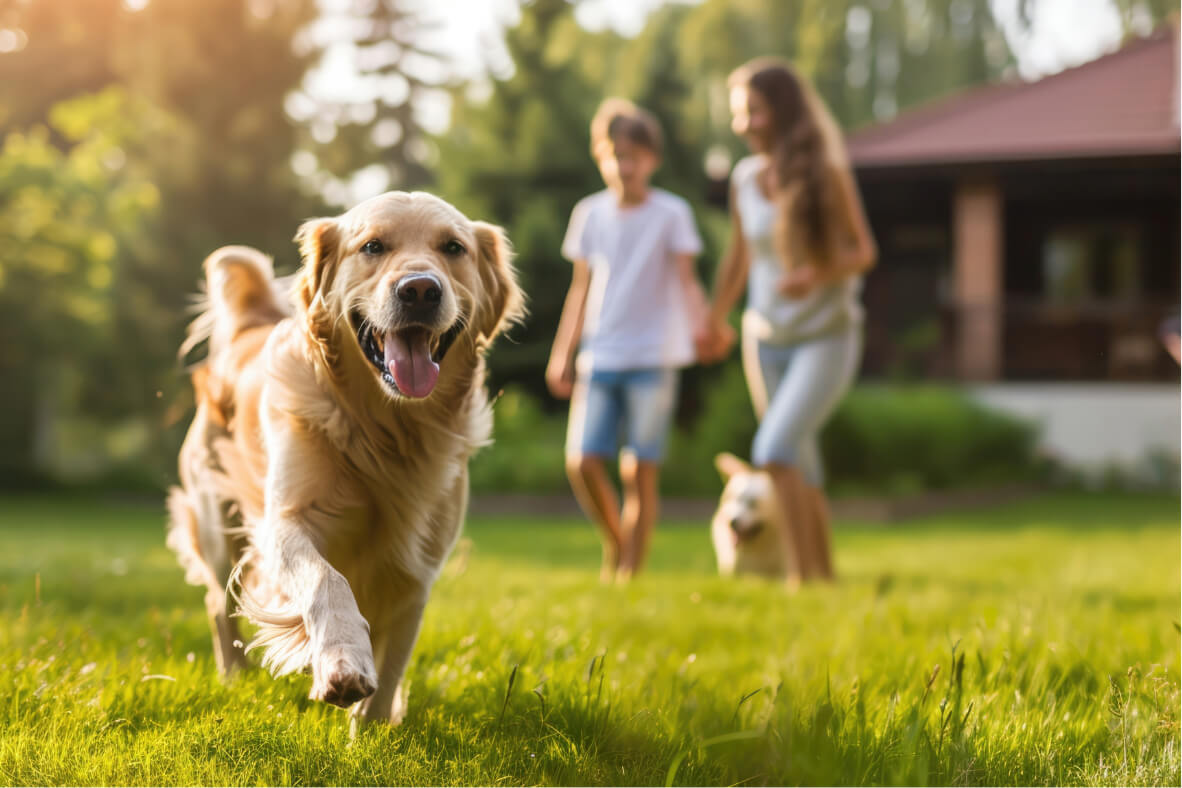 jouer avec son chien