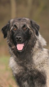 élevage chien isère chien de la serra da estrela