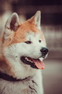 élevage chien isère Akita inu