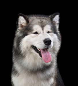 élevage chien isère alaskan malamute