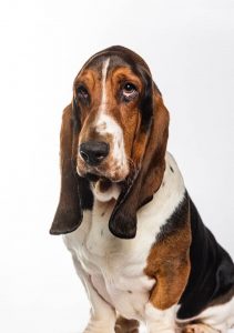 élevage chien isère basset hound