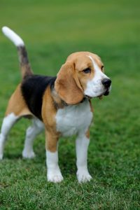 élevage chien isère beagle