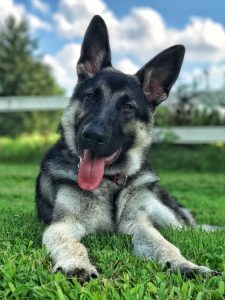 élevage chien isère berger allemand