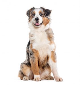 élevage chien isère berger australien