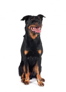 élevage chien isère berger de beauce