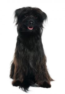 élevage chien isère berger des pyrénées