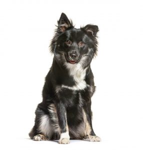 élevage chien isère berger islandais