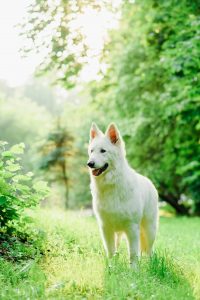 élevage chien isère berger blanc suisse