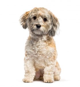 élevage chien isère bichon havanais