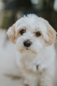 élevage chien isère bichon maltais
