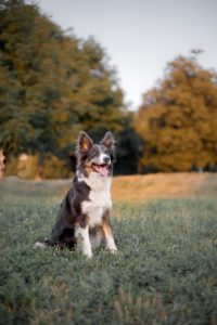 élevage chien isère border collie