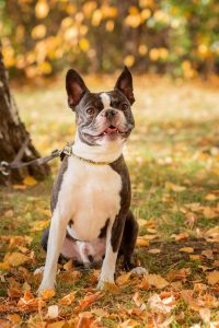 élevage chien isère boston terrier
