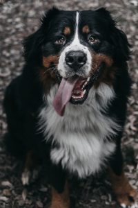 élevage chien isère bouvier bernois