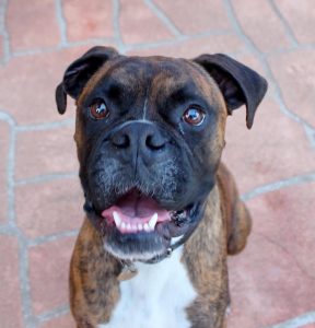 élevage chien isère boxer