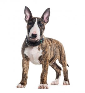 élevage chien isère bull terrier