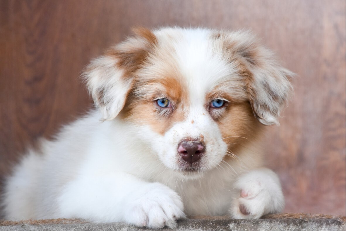 chiot propre