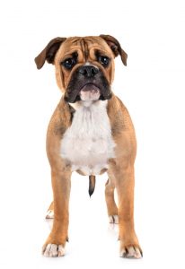 élevage chien isère bulldog continental
