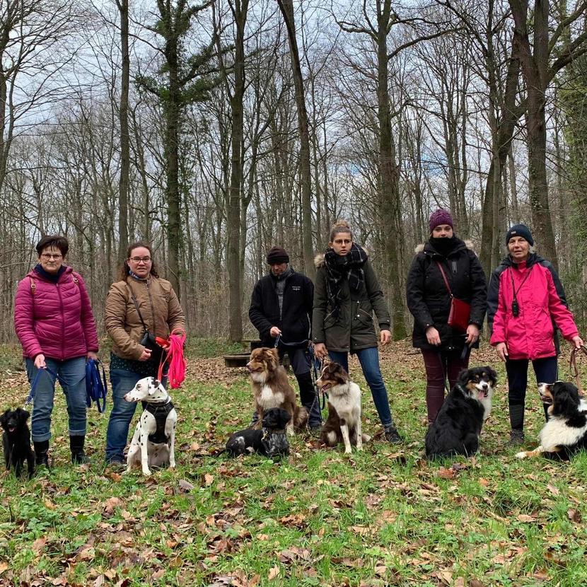 éducation canine cours collectif