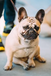 élevage chien isère bouledogue français