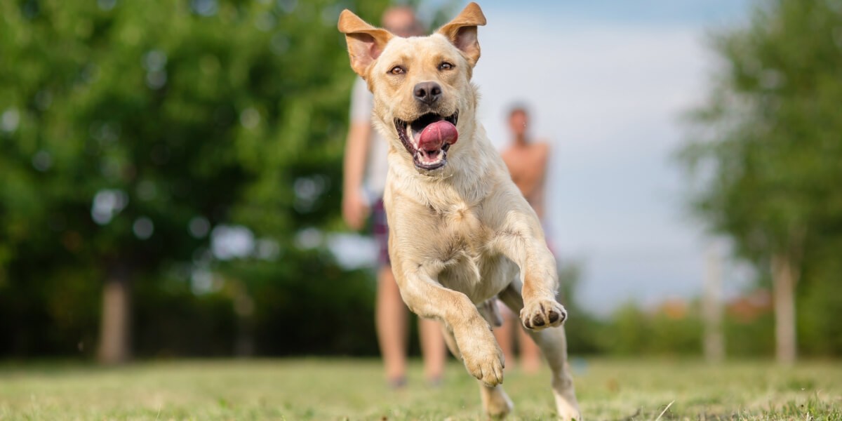 Comment fatiguer son chien rapidement