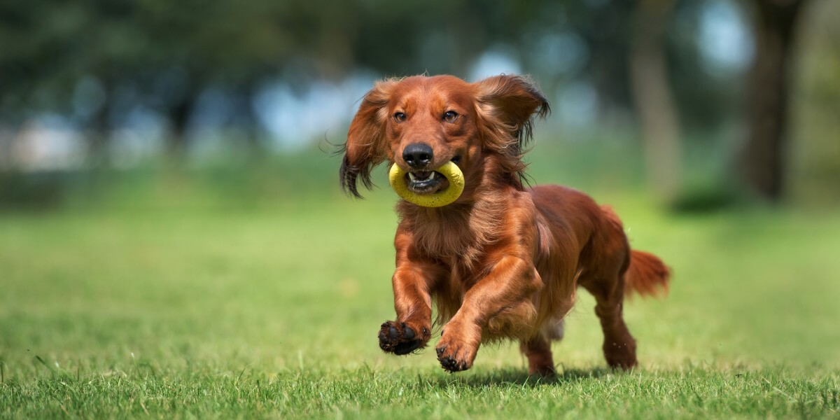 fatiguer son chien rapidement