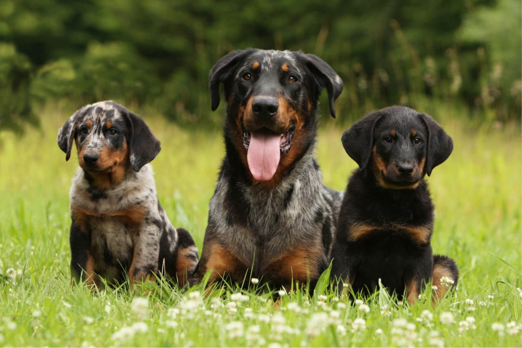 Beauceron Arlequin