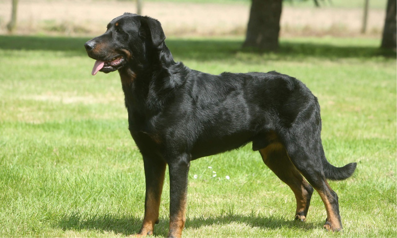 beauceron élevage