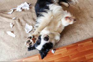 chien détruit tout