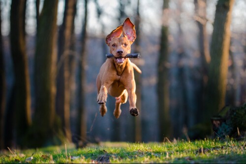 chien détruit tout quand je suis là