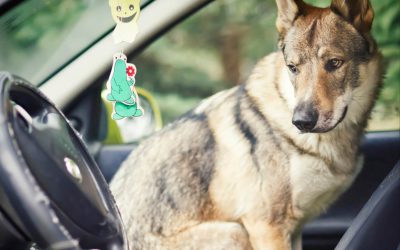Chien stressé en voiture : 6 astuces pour l’aider à voyager sans tracas