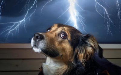 Mon chien a peur de l’orage : 7 solutions pour l’apaiser