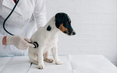 Pancréatite chien : 7 choses à savoir pour protéger ton compagnon