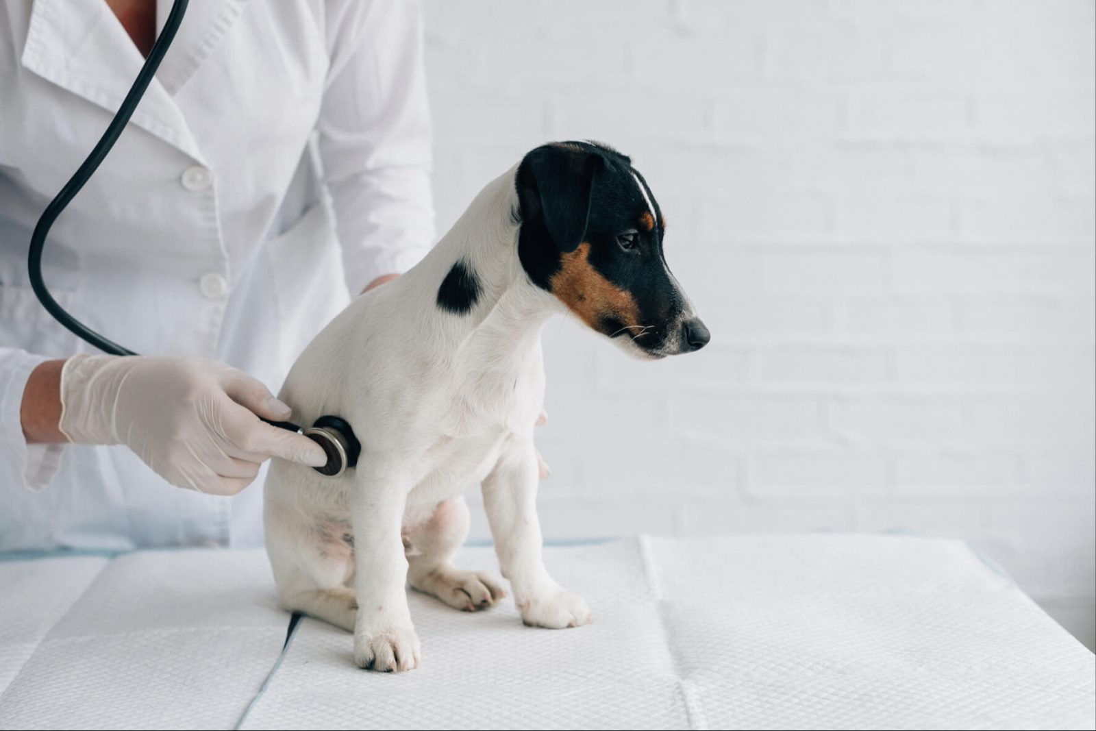 pancréatite chien