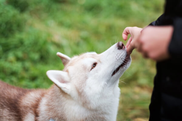Chien éduqué Caen