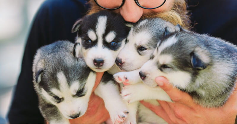 devenir éleveur canin