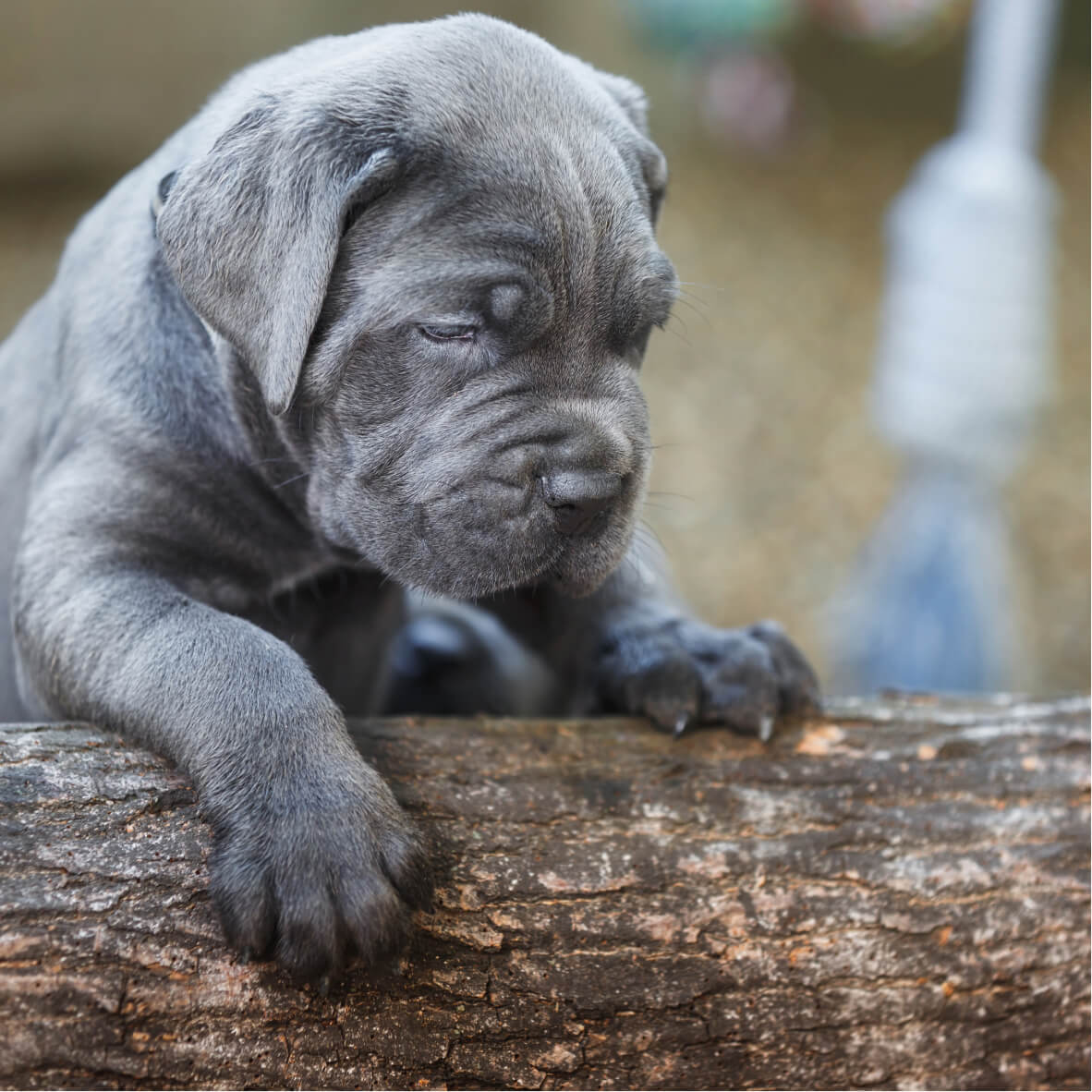 éducation canine Ain