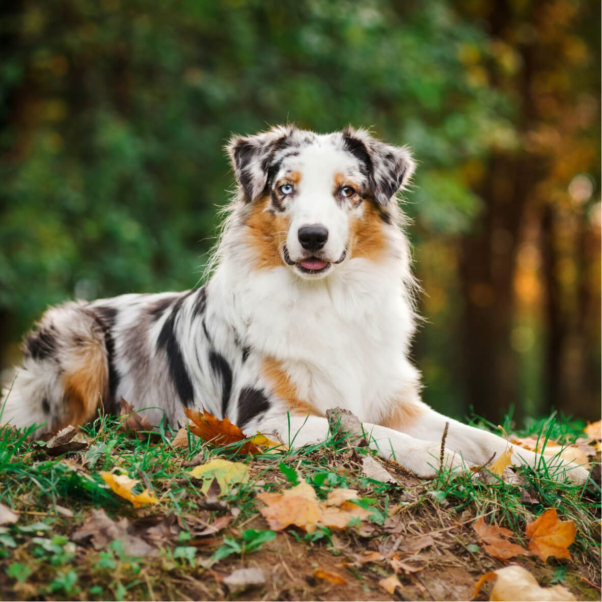 éducation canine ain 01