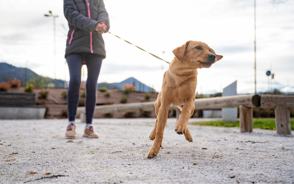 Chien n'écoute rien en balade à Bernay