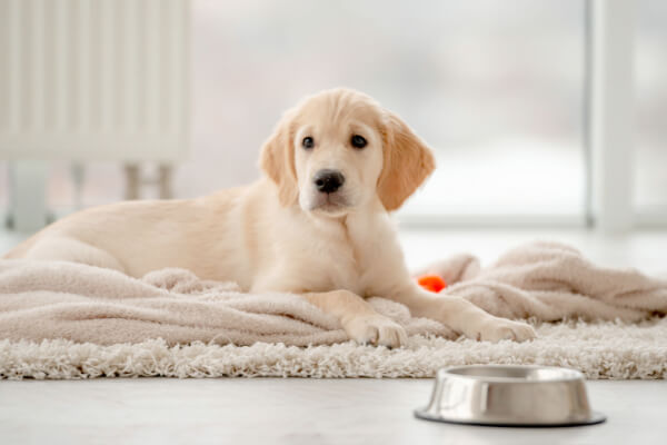 Chiot apprentissage d ela solitude