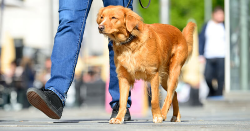 éducation canine à angers