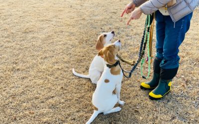 Éduquer son chiot : 7 étapes essentielles pour bien démarrer dès les premières semaines