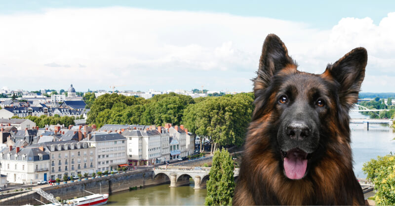 promener son chien à Angers