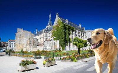 Où promener son chien à Angoulême ? Les 5 meilleurs lieux pour une balade réussie 🐶🌳